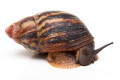 Archachatina marginata egregia Cameroon typ 2e adult, 9cm